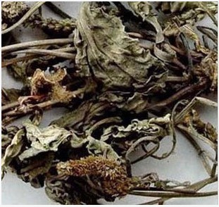 新货 中药材 车前草 车轮菜 车前草茶500克10元