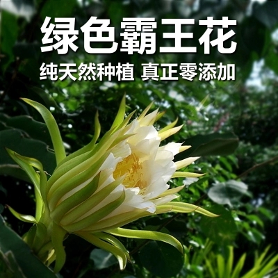 包邮 新货 肇庆特级霸王花汤料 剑花500g农家干货 无硫广东煲汤