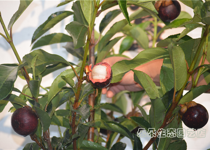 正品[南方舞蹈学校基本功]南方舞蹈基本功视频