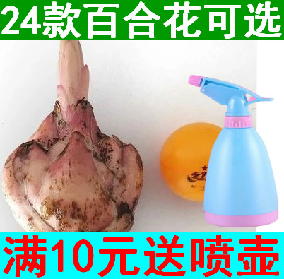 进口香水百合花种球 百合花盆栽花卉 当年开花 每年3次花 带芽发