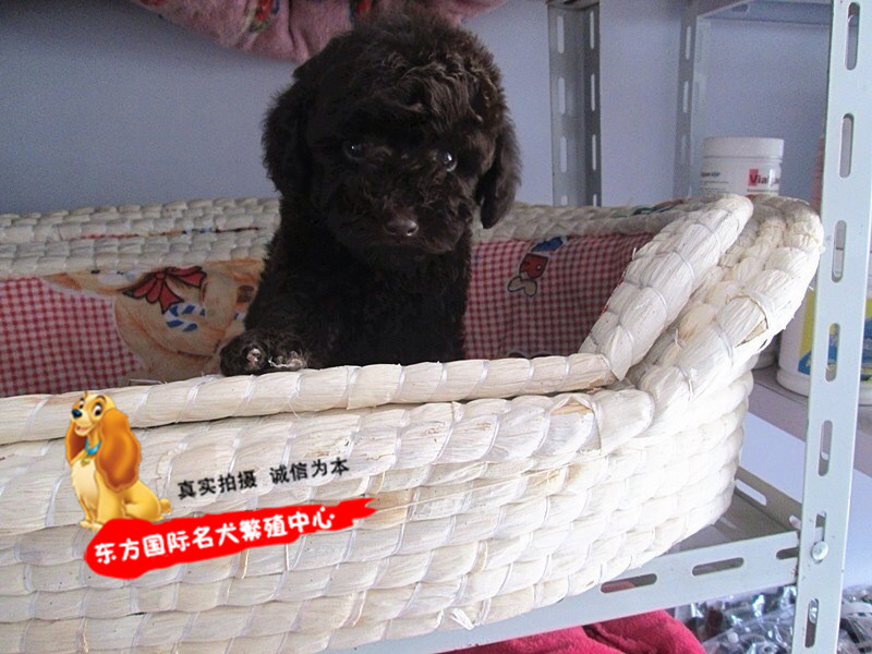 正品[泰迪熊有多少颜色]颜色搭配表评测 颜色的