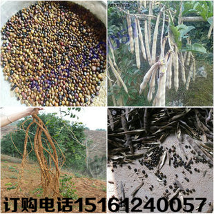牛大力种子 牛大力苗木 大力薯山莲藕/大力薯/南方人参一斤包邮
