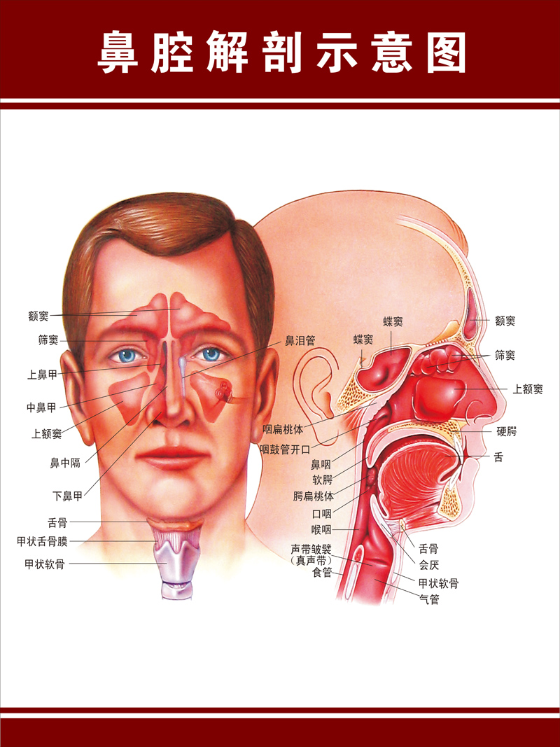 人体解剖海报 鼻腔正面解剖示意图 肌肉骨骼神经血管分布挂图展板