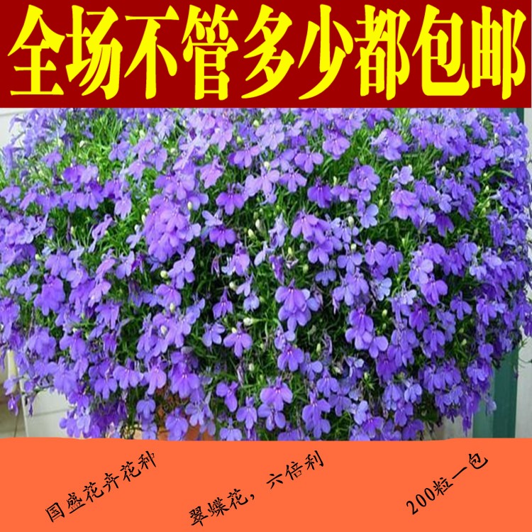 16元套装包邮六倍利种子 垂吊半边莲 翠蝶花种子蓝色阳台吊兰花籽