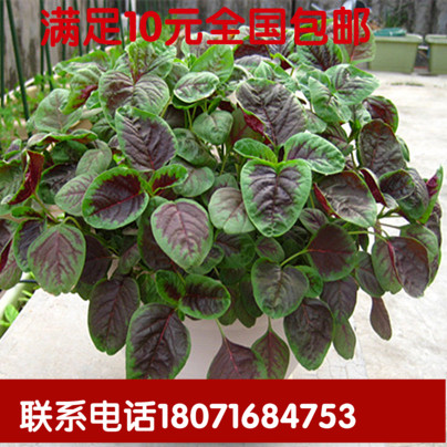 红苋菜种子补血菜种子青苋菜种子高档蔬菜种子家种盆栽阳台种菜