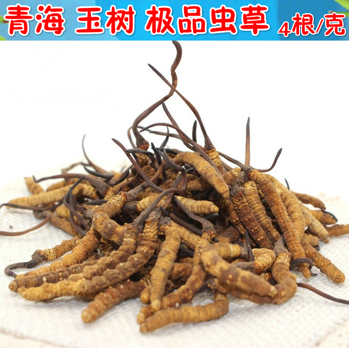 冬虫夏草 正品 真品 虫草 春节送礼 高档礼盒包装 4根1克 一盒5克