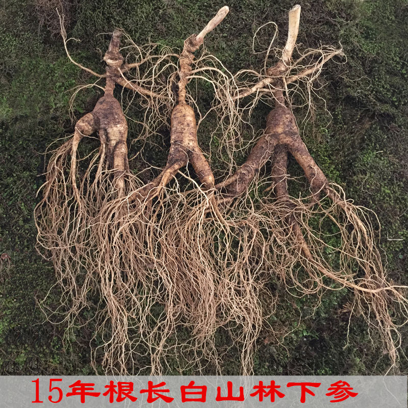 人参 长白山林下参东北特产带土鲜人参吉林野生人参15年根野山参