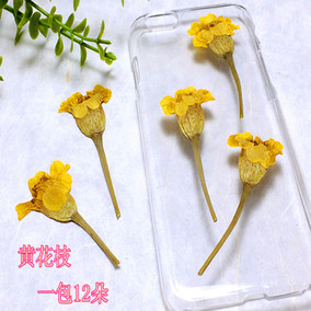 三色堇 香瑾 阳蝶花押花干花滴胶diy植物标本教学手工压花真花