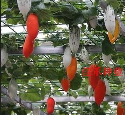 老鼠瓜种子  补血 清香爽口 观光园庭院观赏栽培 春播蔬菜种子