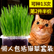 免邮 种子小麦幼猫猫咪零食洁齿 猫草种子猫薄荷粉去毛球猫草盆套装