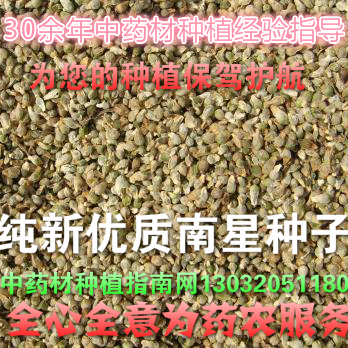 天南星种子，中药材种植指南网，河北安国赵帅