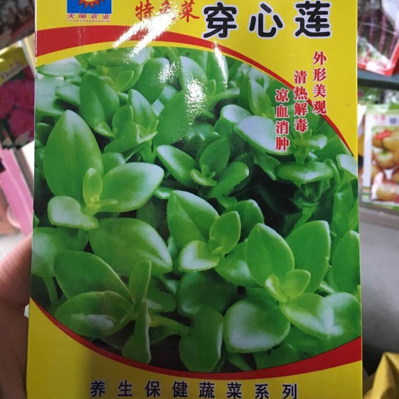 原厂【穿心莲】四季易种蔬菜 阳台盆栽庭院特色蔬菜绿色