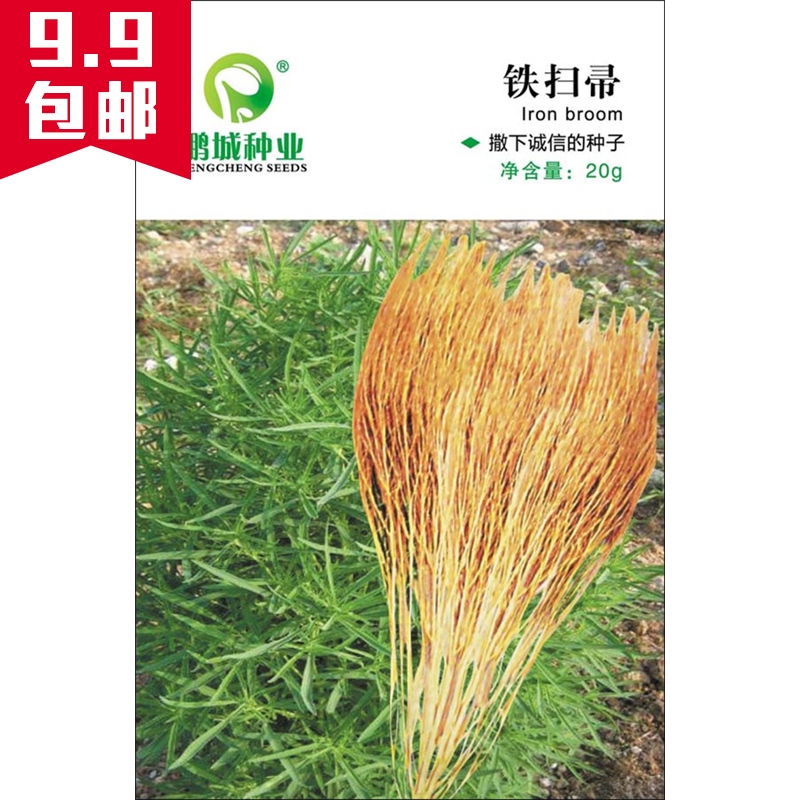 鹏城种业 铁扫帚种子  铁扫把 夜关门 千头子 中药学名地肤子 20g