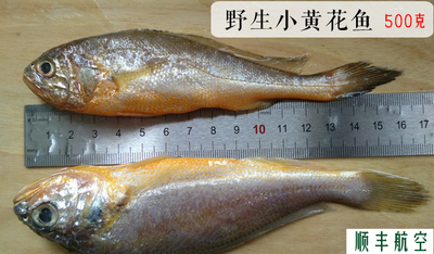 【正宗小黄花鱼】新鲜海鲜 野生小黄鱼 黄梅鱼 黄瓜鱼梅童鱼500克