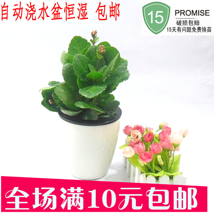 盆栽花卉植物吸甲醛防辐射长寿花四季长青室内绿植花草自动浇水