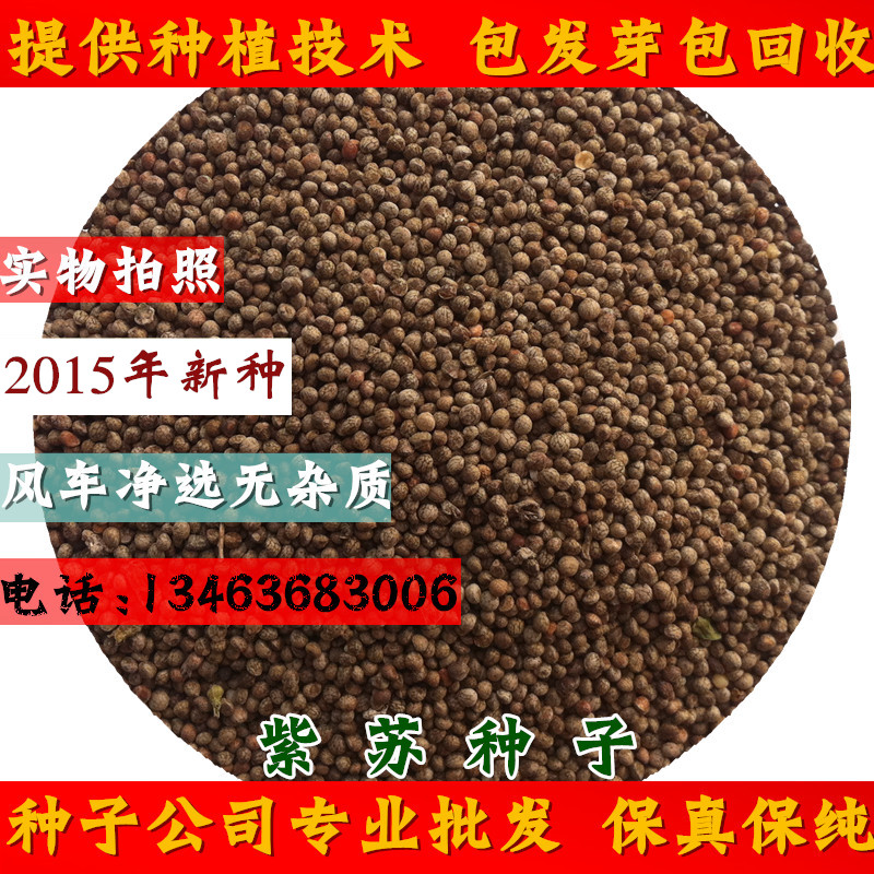 实体店中药材紫苏种子2015年新紫苏籽绿苏紫苏籽油榨油