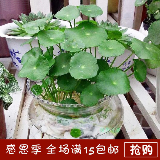 铜钱草包邮 水培植物铜钱草☆金钱草☆水培☆土培☆两栖 绿色植物