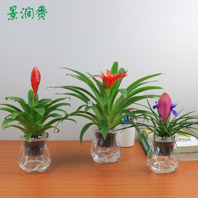 凤梨]空气凤梨怎么养评测 空气凤梨怎么繁殖图