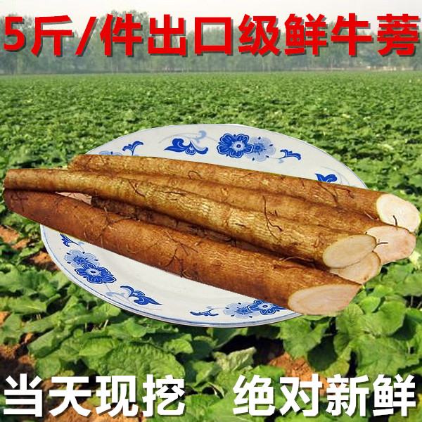 徐州现挖新鲜牛蒡根5斤装 出口一级牛蒡根黄金牛蒡茶牛蒡片原料