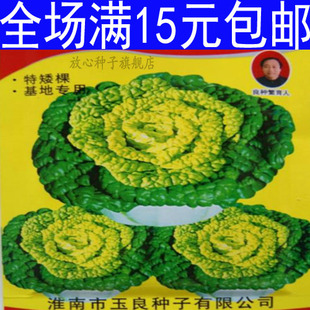 种子 蔬菜黄心白菜种子 庭院阳台种植大白菜 黄心菜种子 抗热早熟易种