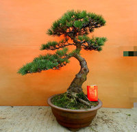 琴叶榕老桩 精品单杆盆栽室内大型绿植物盆景橡皮树 ...