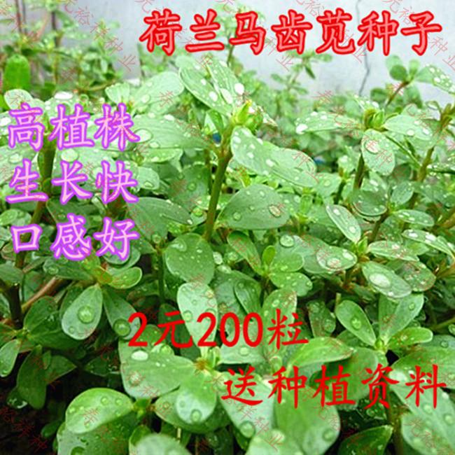 荷兰马齿苋种子长寿菜 五行菜补血菜马齿菜蚂蚱菜庭院蔬菜口感好