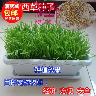 提摩西草种子提草梯牧草提木西草植物籽养兔牧草种子批发宠物口粮