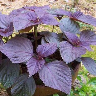 紫苏种子 紫叶苏 野生药用特菜 春秋播 阳台盆栽蔬菜春秋播 批发