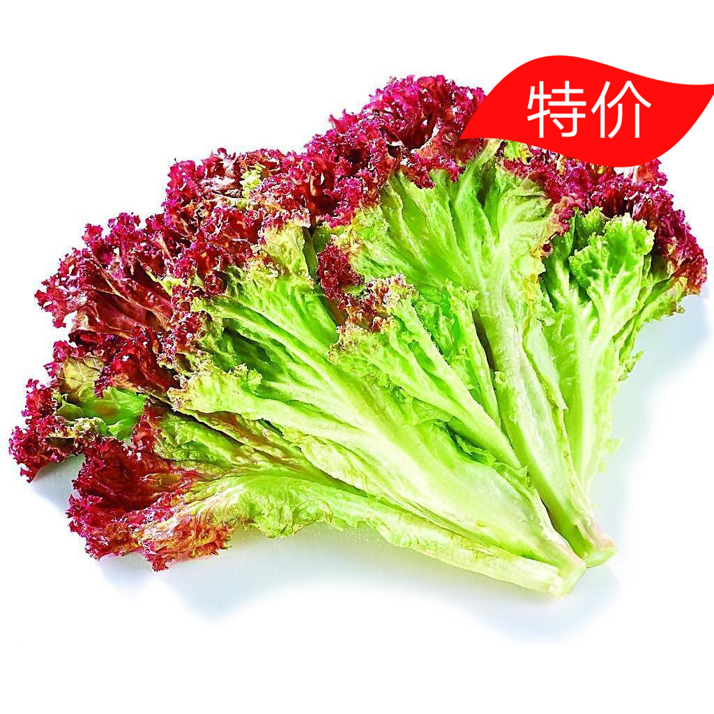 新鲜应季蔬菜 凉拌沙拉菜 红叶紫叶生菜500g 西餐配菜 4件包邮