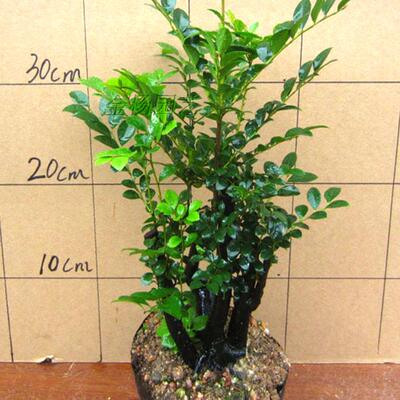 名贵室内盆景树桩桌面花卉盆栽植物小叶紫檀树绿植实拍带土包邮