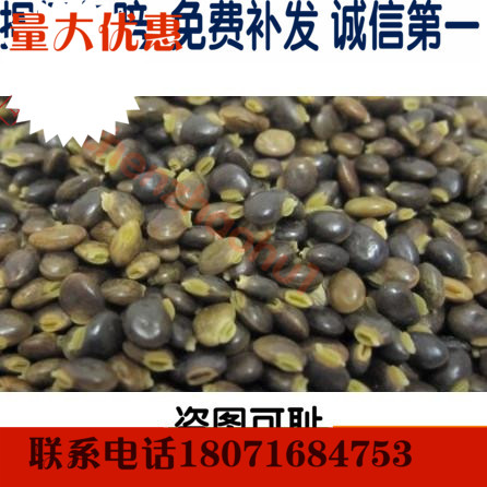 鸡骨草种子 中药材鸡骨草籽  特价