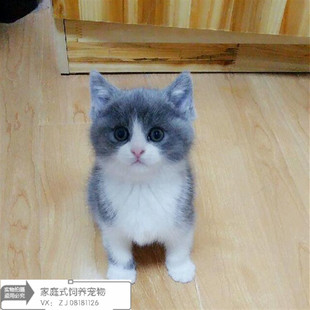 cfa/wcf英国短毛猫蓝猫蓝白猫银金渐层蓝金2017繁育计划 rosecat