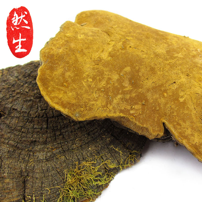 然生 云南正宗野生桑树桑黄野生桑黄灵芝桑黄火木层孔菌黄芝250g