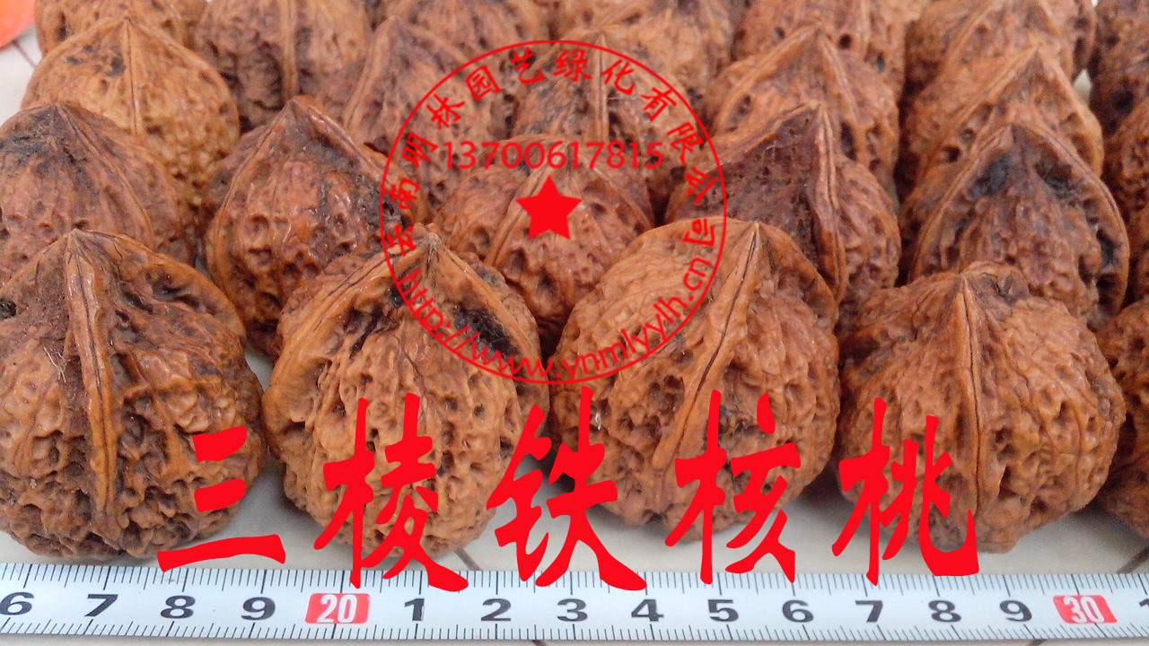 云南野生铁核桃