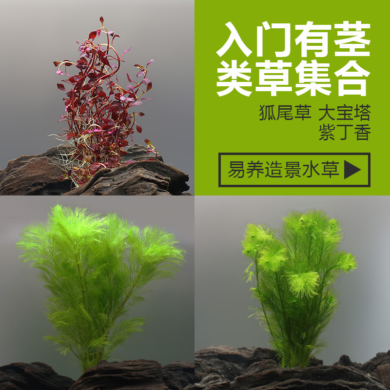聚流自然水草有茎类集大宝塔狐尾草紫丁香水下红玫瑰卵叶丁香2046