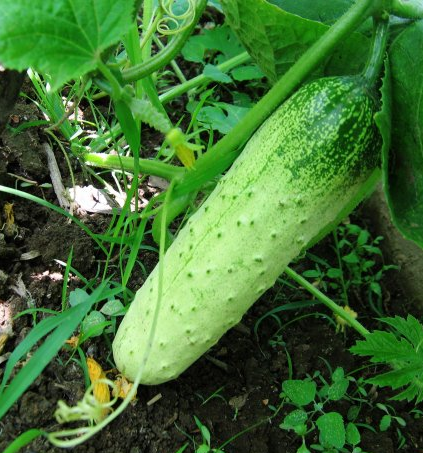 水果黄瓜 甜脆节节瓜 蔬果菜种子 庭院植物 菜种菜籽满18包邮
