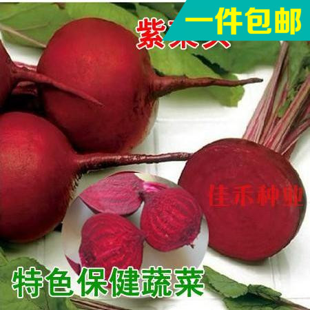 特色蔬菜种子 甜菜根种子 紫/红菜头 补血 减肥佳 秋季播阳台盆栽