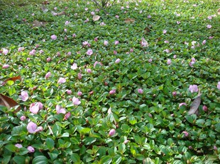 观果花叶地被植物地稔菍野落茄地石榴铺地锦庭院绿化美化花卉野果