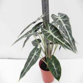 正品[天南星科]天南星科植物评测 天南星科观叶植物图片_惠惠购物