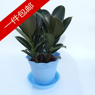 盆栽 室内客厅绿植花卉盆栽 黑金刚 观叶绿色植物 橡皮树 吸甲醛