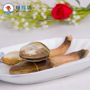 可鲜活 朝鲜野生象拔蚌 极品刺身象鼻蚌 蚌仔 海鲜水产贝类500g