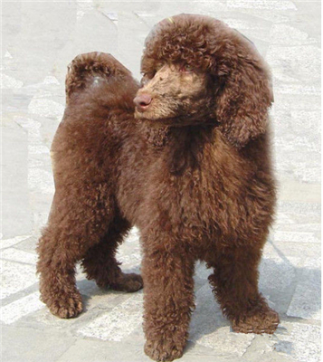 贵宾犬幼犬出售贵妇犬巨型泰迪狗大型贵宾犬普通泰迪宠物狗狗36