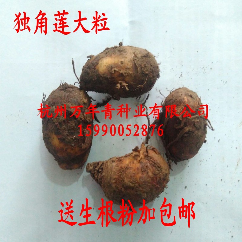 独角莲种子；天南星种子；白附子种子；送种植技术包邮