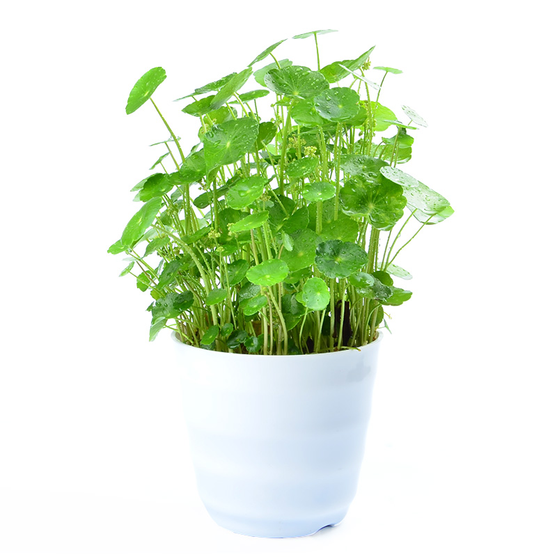 铜钱草金钱草水培植物室内盆栽花卉绿植盆景防辐射净化空气吸甲醛