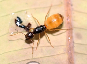 突厥弓背蚁camponotus turkestanicu 宠物蚂蚁活体