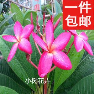 【白红花】最新淘宝网白红花优惠信息