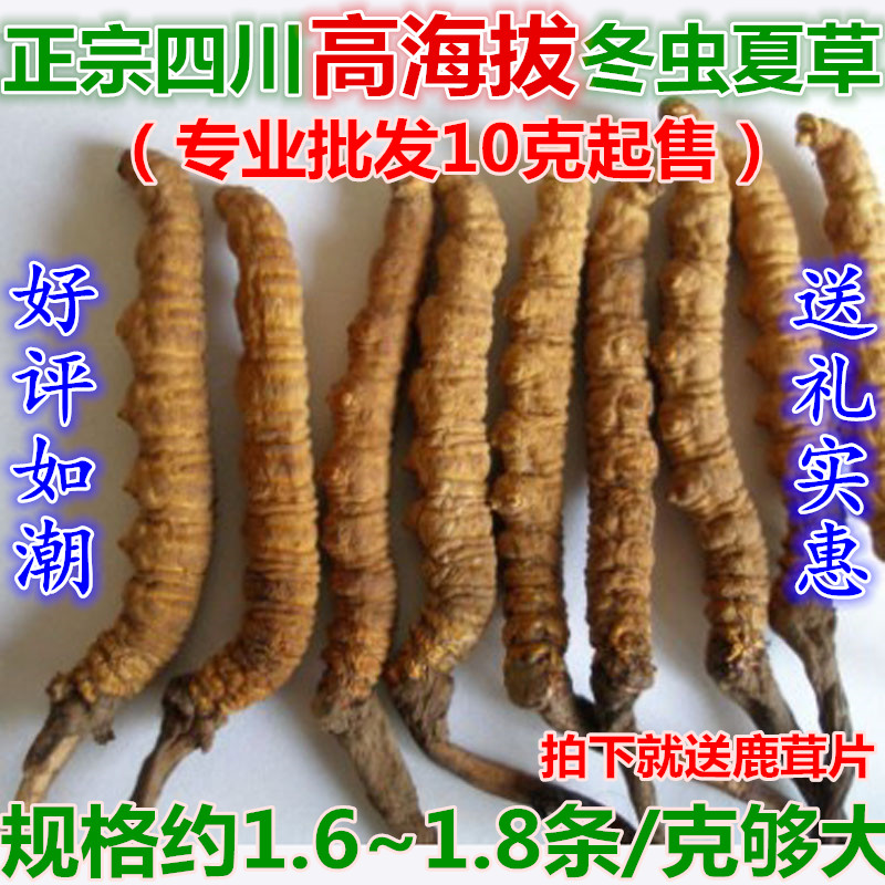 正品野生四川冬虫夏草 精选特大川虫草 药效堪比藏虫草 10克起售