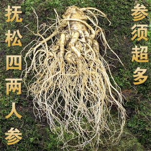 人参 吉林长白山人参 抚松 12年现挖新鲜 带土鲜参 特大鲜