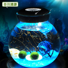 Marimo幸福海藻球微景观生态瓶DIY水培植物创意办公室小盆栽球藻