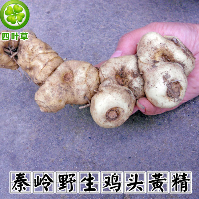 新鲜黄精包邮野生黄精鲜黄精姜形黄精老虎姜鸡头黄精种子